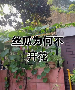 丝瓜为什么不开花不结果 丝瓜为什么不开花不结果