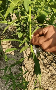 小众送妈妈的花有哪些花