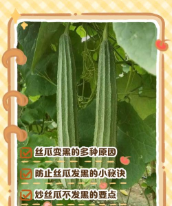 丝瓜变黑怎么回事