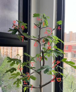 小众送妈妈的花有哪些花