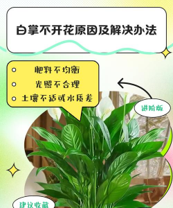 小众送妈妈的花有哪些花