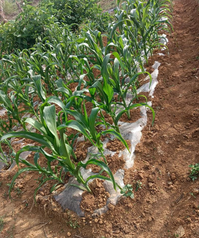 小众送妈妈的花有哪些花