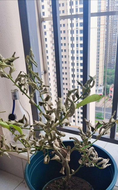 小众送妈妈的花有哪些花