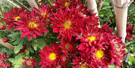 红色的菊花叫什么