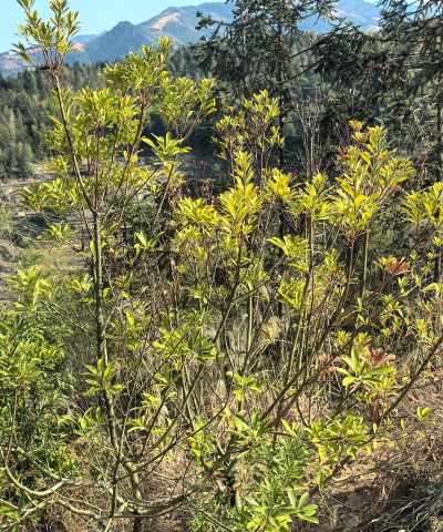 小众送妈妈的花有哪些花