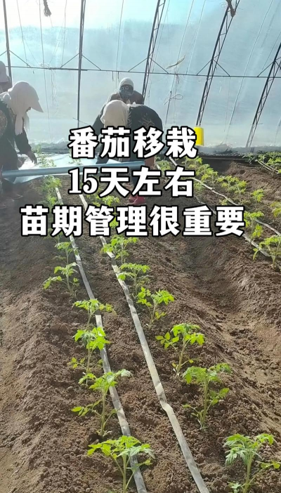 小众送妈妈的花有哪些花