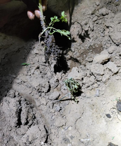 小众送妈妈的花有哪些花