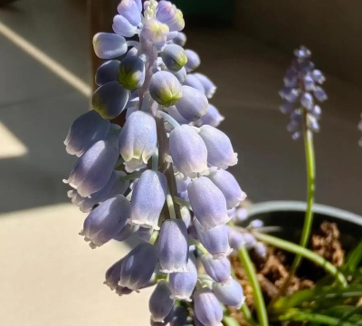 小众送妈妈的花有哪些花