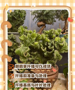 小众送妈妈的花有哪些花