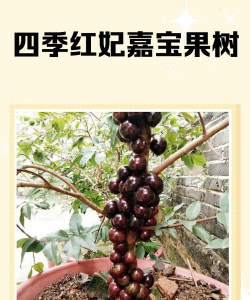 嘉宝果树有几个品种