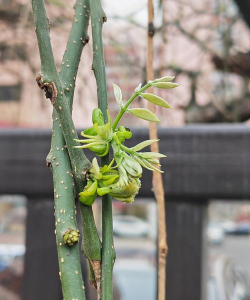 小众送妈妈的花有哪些花