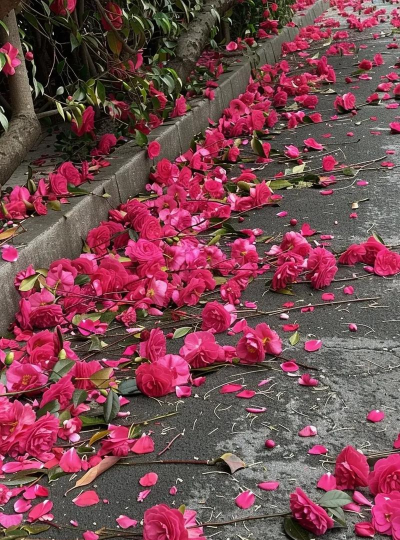 小众送妈妈的花有哪些花