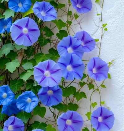 小众送妈妈的花有哪些花