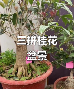 小众送妈妈的花有哪些花