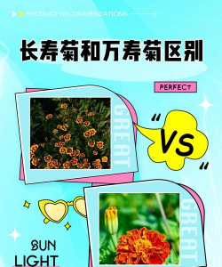 长寿菊和万寿菊区别