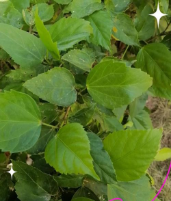 小众送妈妈的花有哪些花