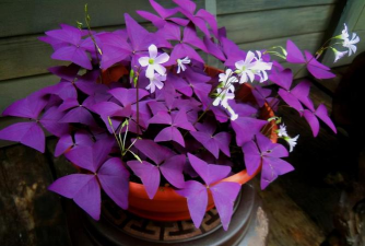 小众送妈妈的花有哪些花