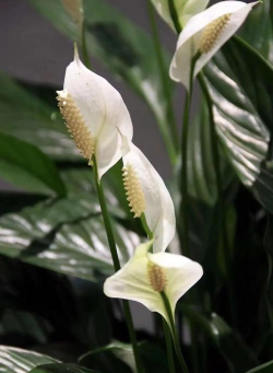 小众送妈妈的花有哪些花