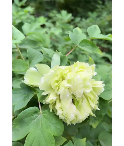 小众送妈妈的花有哪些花