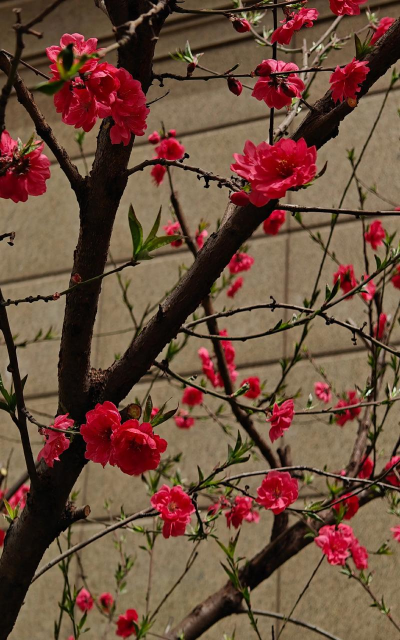 碧桃是桃花的一种吗