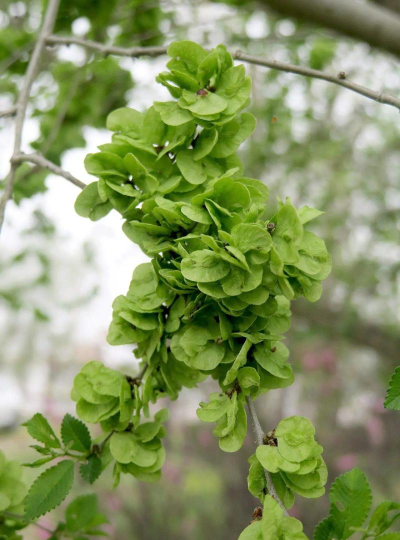 小众送妈妈的花有哪些花