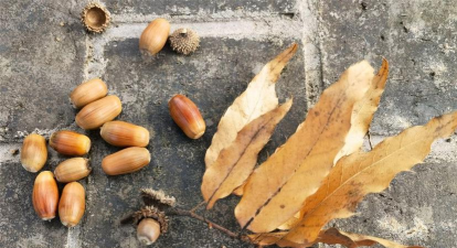 小叶栎生长习性