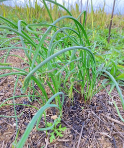 小众送妈妈的花有哪些花