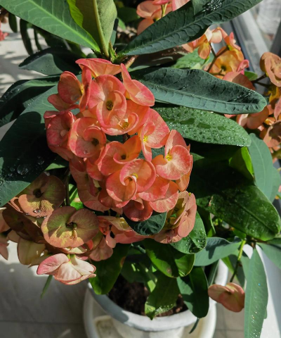 小众送妈妈的花有哪些花