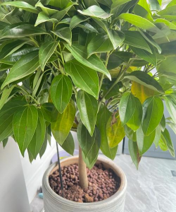 小众送妈妈的花有哪些花