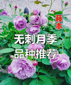 小众送妈妈的花有哪些花