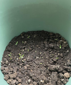 小众送妈妈的花有哪些花