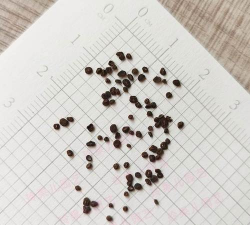 小众送妈妈的花有哪些花