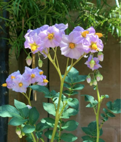 小众送妈妈的花有哪些花