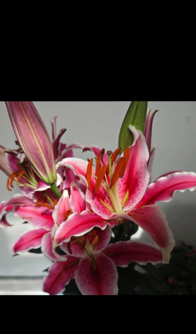 狐尾百合的花语是什么