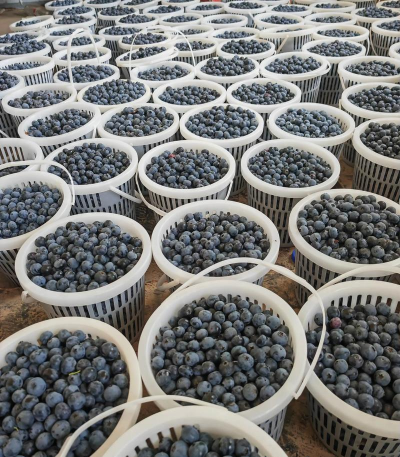 小众送妈妈的花有哪些花