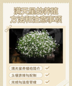 满天星的花有什么作用