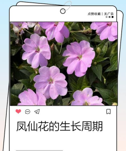 小众送妈妈的花有哪些花