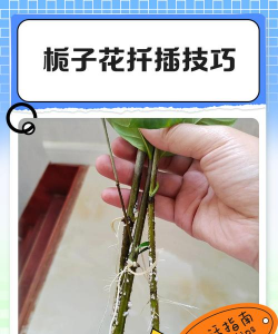 小众送妈妈的花有哪些花