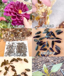 小众送妈妈的花有哪些花