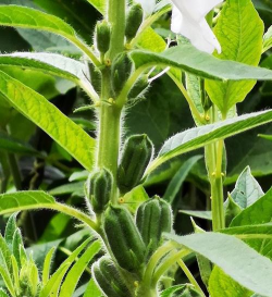 小众送妈妈的花有哪些花