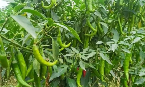 小众送妈妈的花有哪些花