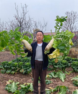 萝卜亩产量多少斤