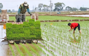 小众送妈妈的花有哪些花