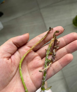 小众送妈妈的花有哪些花