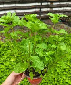 小众送妈妈的花有哪些花