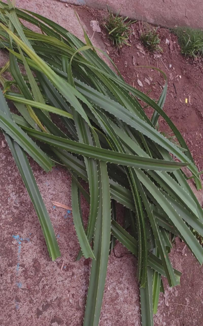 小众送妈妈的花有哪些花