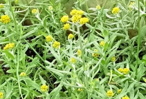 小众送妈妈的花有哪些花