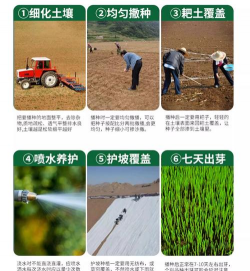 草坪种子什么时间种植