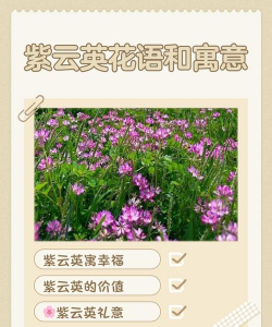 紫云英花语与传说