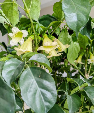 小众送妈妈的花有哪些花